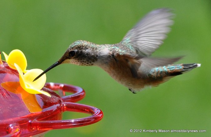 120610.Rufous_Hummingbird.female.feeder.km_.jpg