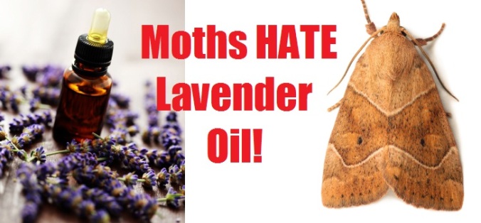 lavender-moths1.jpg