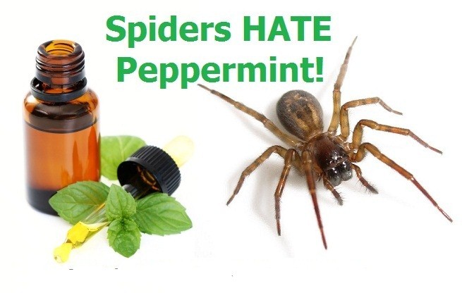 peppermint-spiders2.jpg