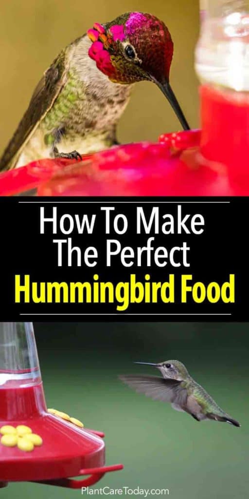 hummingbird-food-pinterest-735-1470-02282018-min-512x1024.jpg